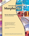 点击查看International Journal Of Morphology