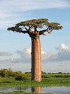 点击查看<b>Adansonia</b>