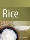 点击查看Rice